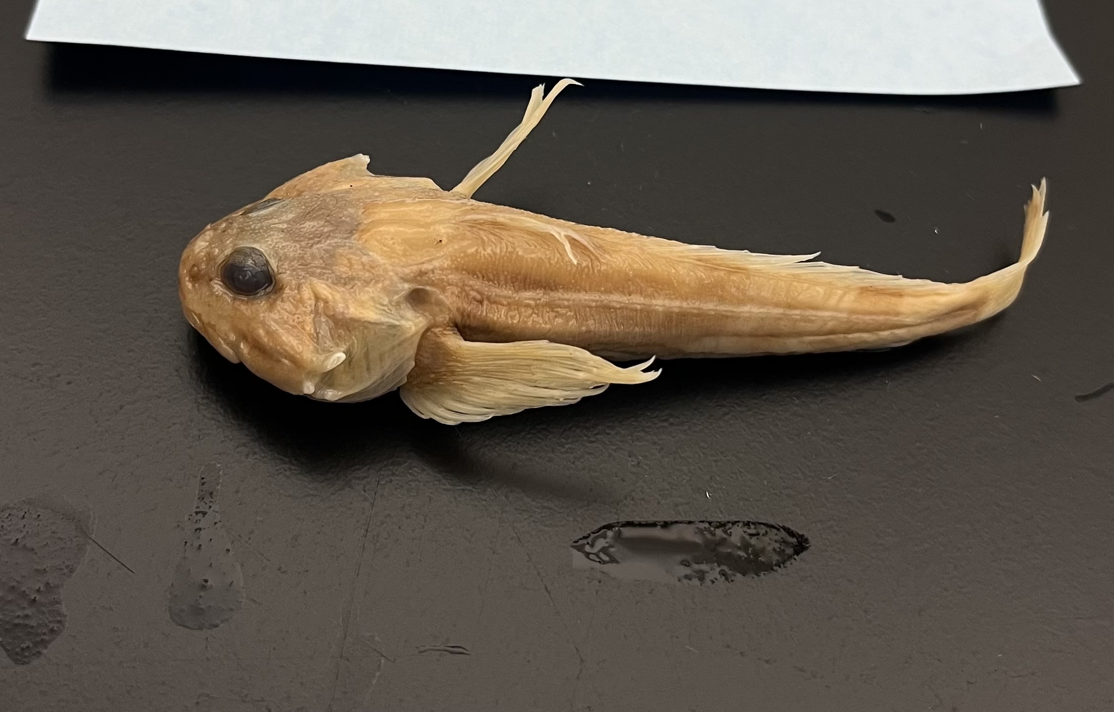 <p>Sculpins</p>