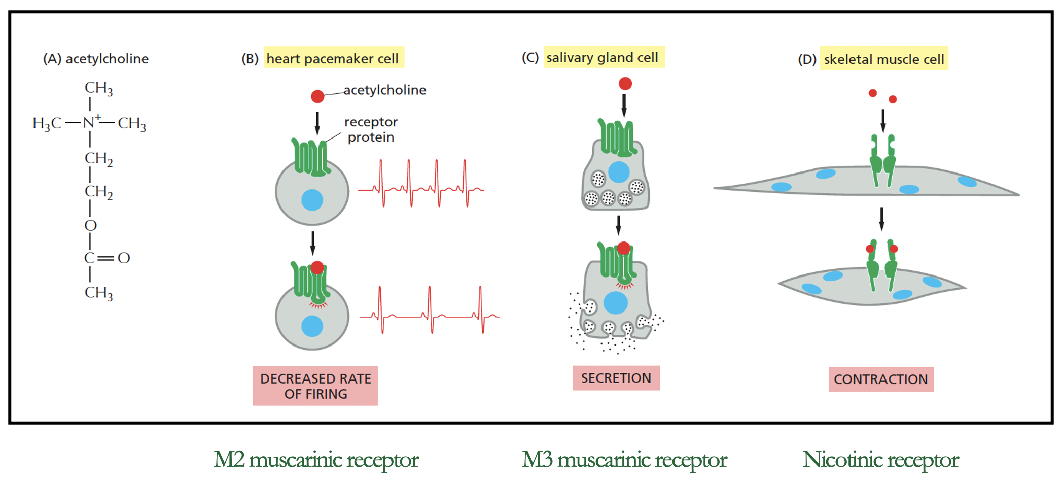 <p>what does this image show about receptor specificity </p>