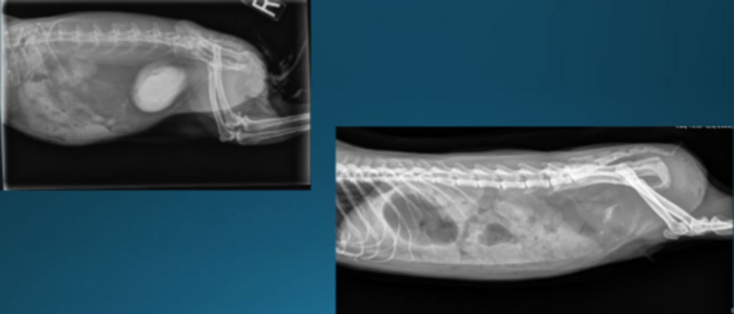 <p>What is happening in this rabbit?</p>