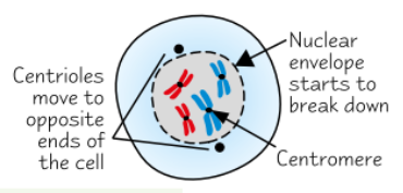 <ul><li><p><strong>Chromosomes condense</strong> - get <strong>shorter </strong>+ <strong>fatter</strong></p></li><li><p>Tiny protein bundles called <strong>centrioles</strong> start moving to opposite ends of cell</p><ul><li><p>Forms network of protein fibres called <strong>spindle</strong></p></li></ul></li><li><p><strong>Nuclear envelope</strong> <strong>breaks down</strong> → chromosomes lie free in cytoplasm</p></li></ul><p></p>