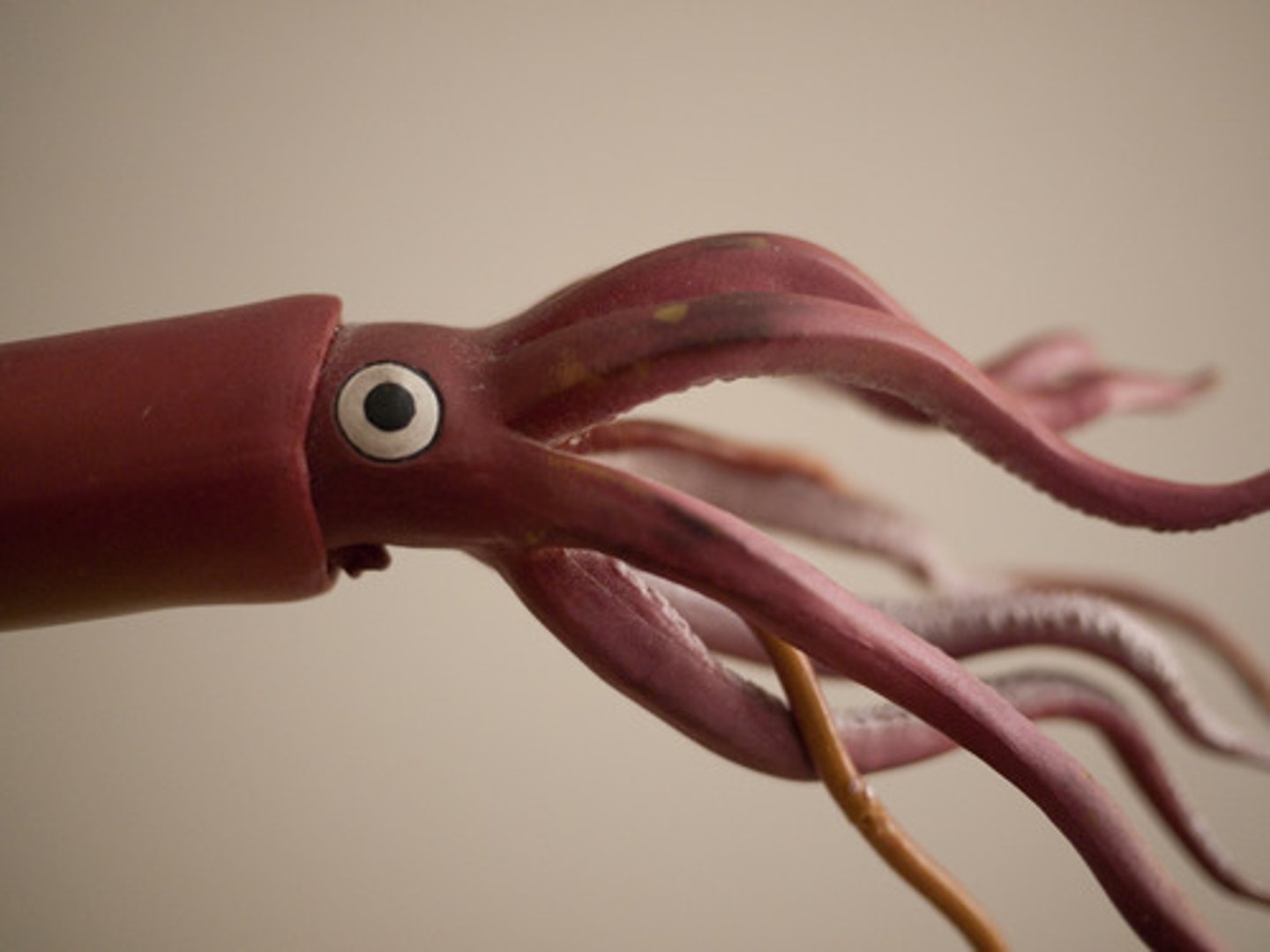 <p>squid</p>