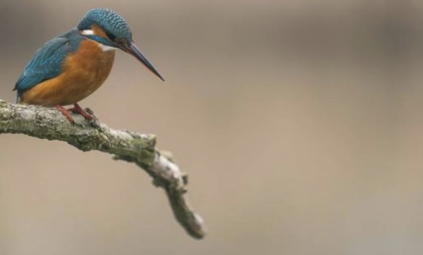 <p>zařaď živočicha do systému</p><p>Třída - řád - čeleď - druh čeština (latina)</p>