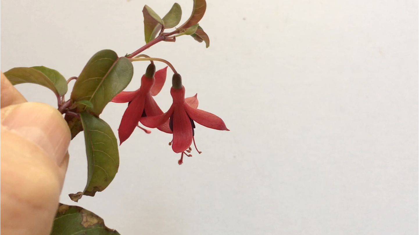 <p>cross shaped flower</p><p>leaves opposite or whorled</p><p>inferior ovary so ovary is below the base of the flower</p><p>stigma 4-lobed</p>