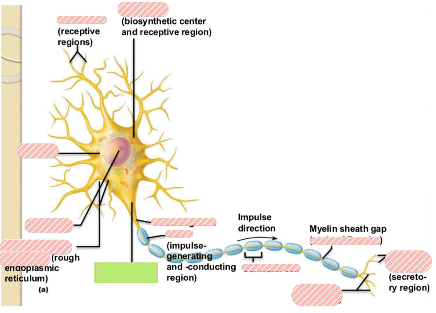 <p><span>Typical Motor Neuron</span></p>
