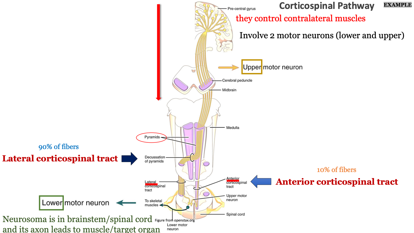 fibers stay on one side; 10% of fibers in the corticospinal pathway are anterior 