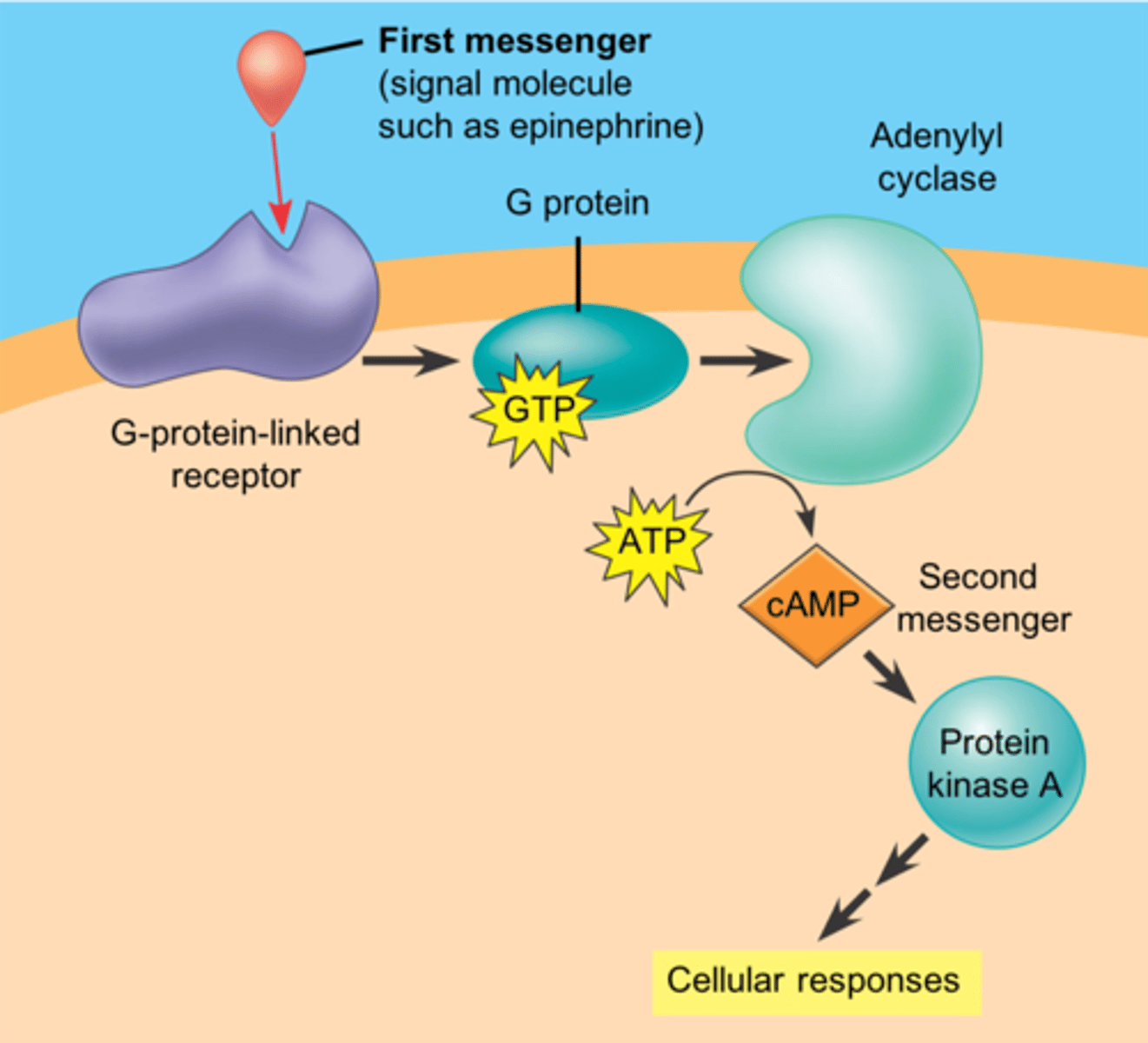 <p>A small, nonprotein, water-soluble molecule or ion, such as calcium ion or cyclic AMP, that relays a signal to a cell's interior in response to a signal received by a signal receptor protein. (signal transduction pathway)</p>