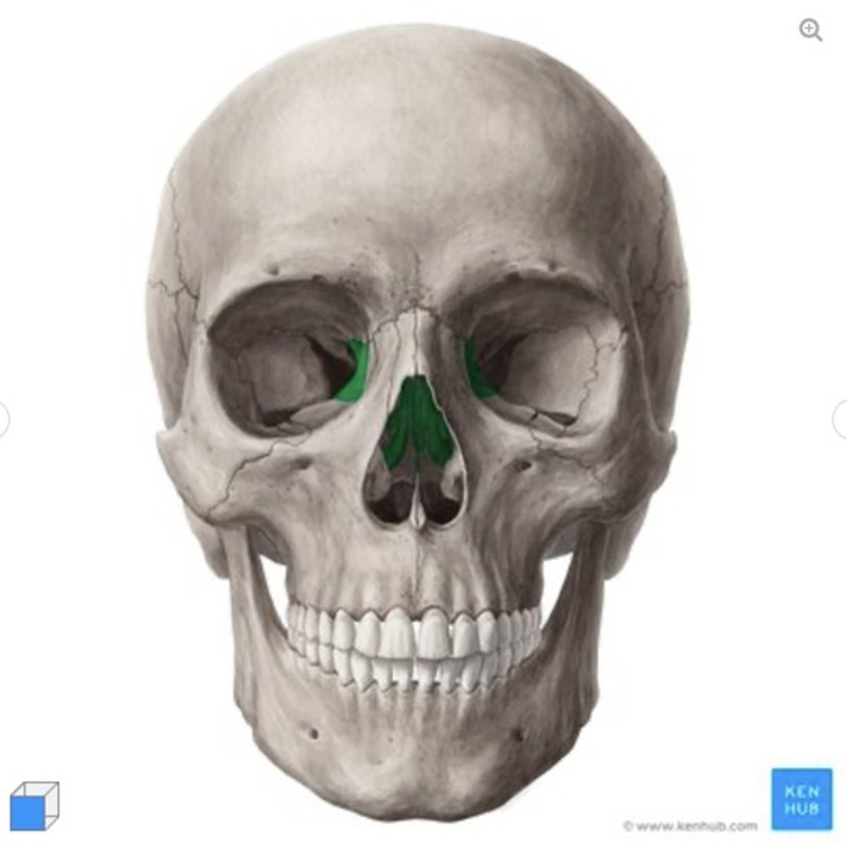 <p>what bone is this?</p>