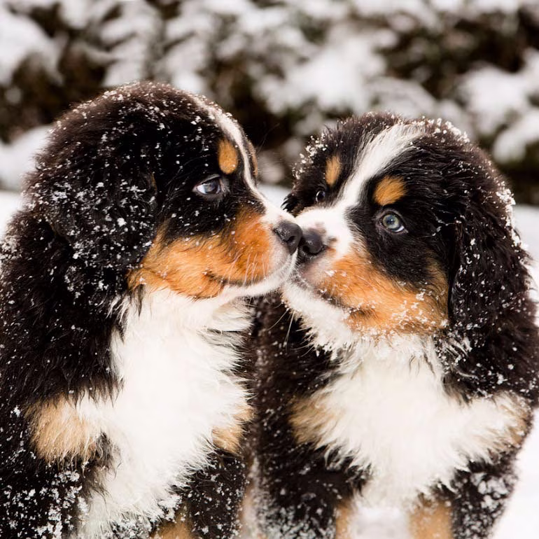 <p>dogs and relatives </p>