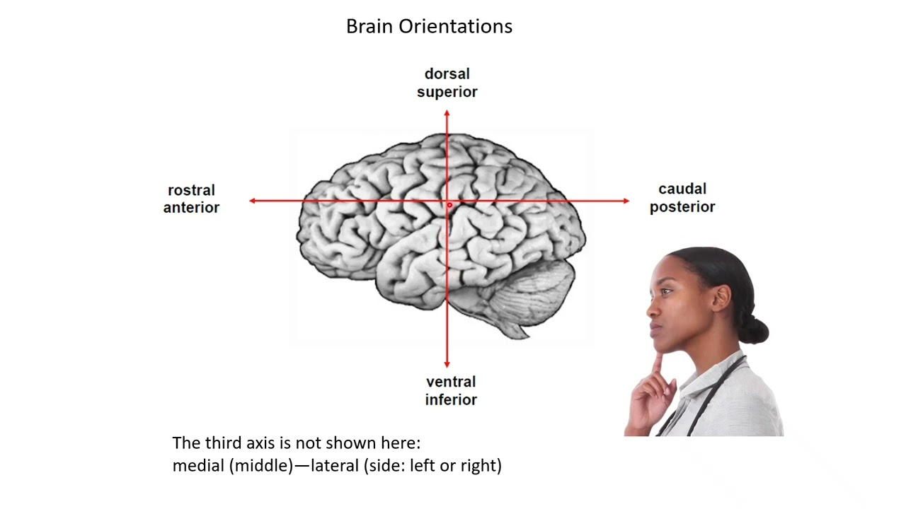 <p>front of the brain/body</p>