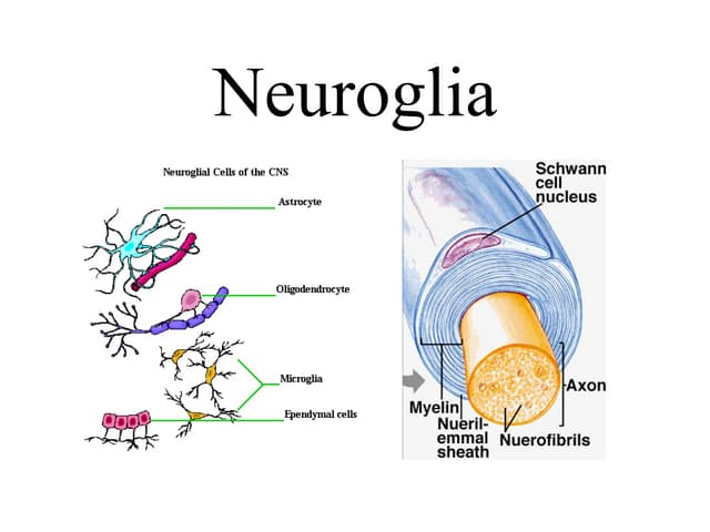 <ul><li><p>Provide support, insulation, nutrients, phagocytize microbes</p></li><li><p>Includes astrocytes, microglia, oligodendrocytes (CNS) and Schwann cells (PNS)</p></li></ul><p></p>