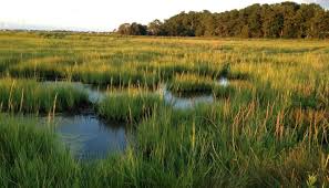 <p>Why are salt marshes important?</p>