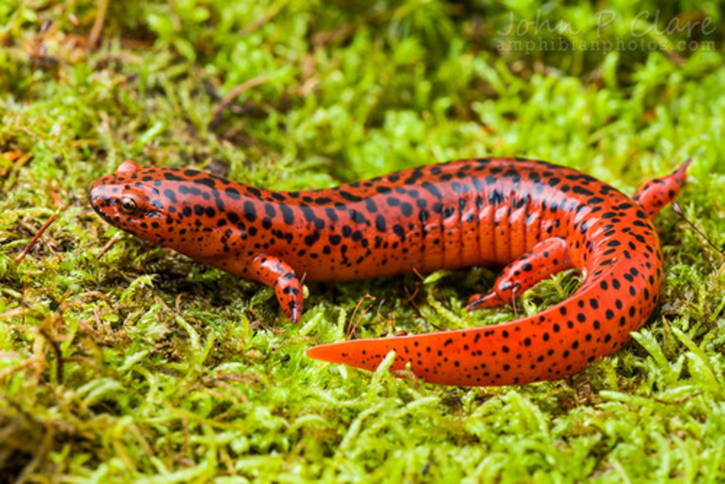 <p>What salamander has:</p><p>- Bright orange-red coloration and many black spots that can morph together (body color can get darker and more purple-brown the further south you go)</p><p>- A stout body</p><p>- Amber-y eyes</p><p>- A range of all ecoregions mostly in central and north GA (terrestrial and aquatic)</p>