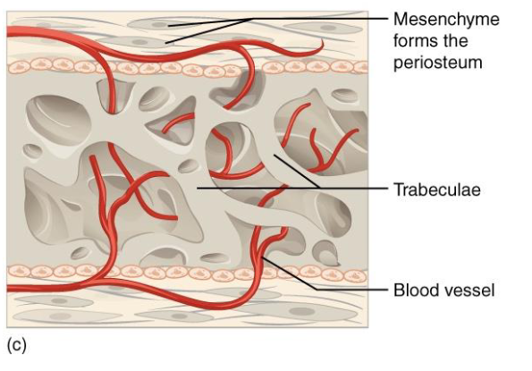 <p>Spicule Fusion</p><ul><li><p>Full Trabecular Network</p></li></ul><p>Blood Vessels</p><p>Mesenchymal Tissue condensation</p><ul><li><p>Forms periosteum</p></li></ul><p></p>