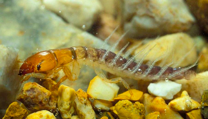 <ul><li><p>aquatic larvae</p></li><li><p>Abdominal gills</p></li><li><p>Also known as &quot;Hellgrammite&quot;</p></li><li><p>spiky</p></li></ul>