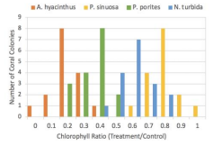 <p><strong>Answer: B — <em>P. sinuosa</em></strong><br>A higher chlorophyll ratio means the coral retained more symbiotic algae under heat stress. <em>P. sinuosa</em> had the highest ratio, showing it tolerates heat best. Other species lost more algae (bleached) under warming conditions.</p>