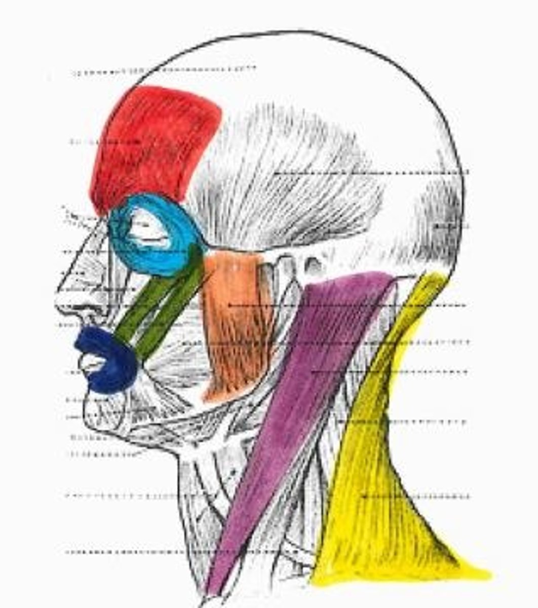 <p>yellow muscle</p>