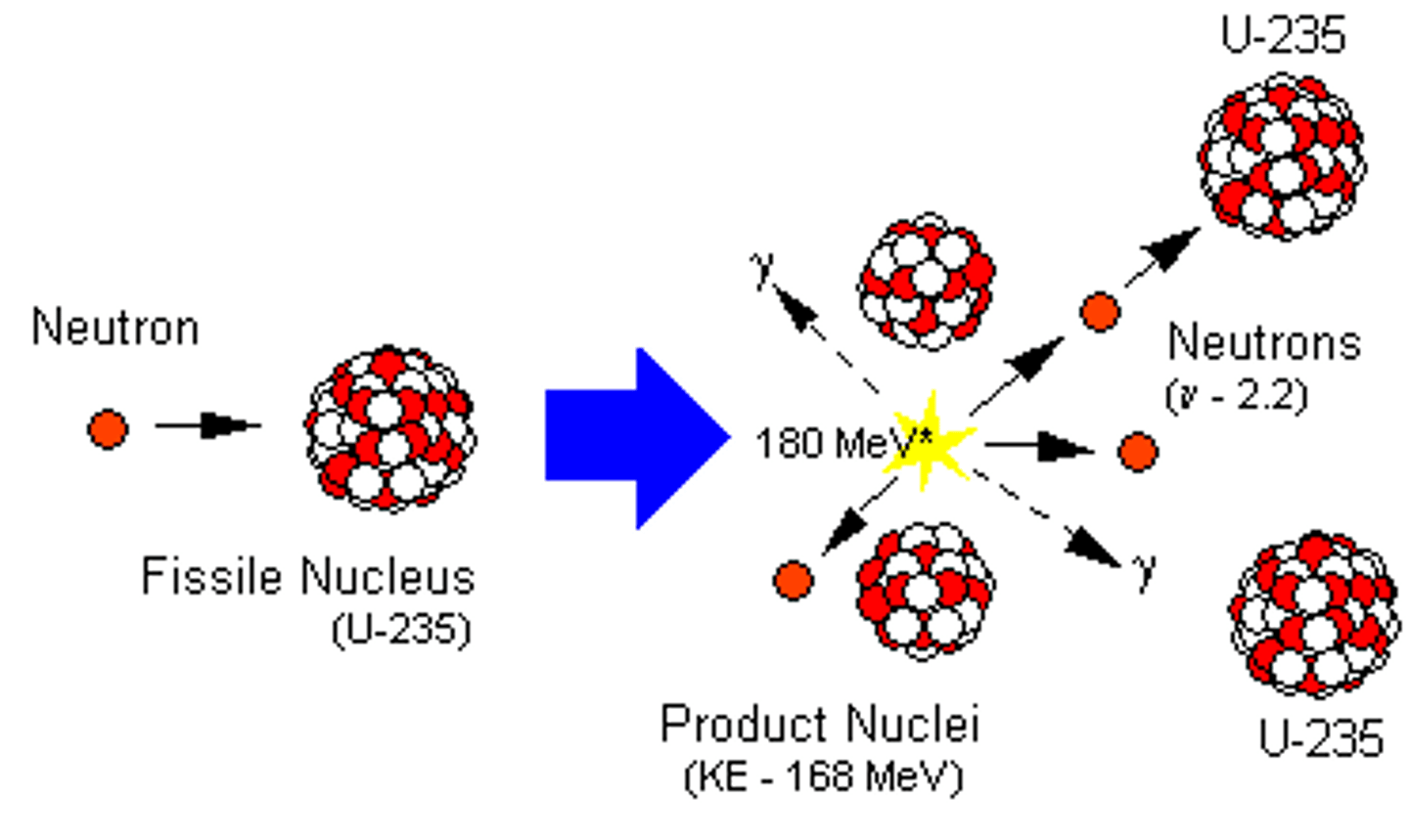 <p>the splitting of a large nucleus into smaller nuclei, releasing neutrons and energy</p>