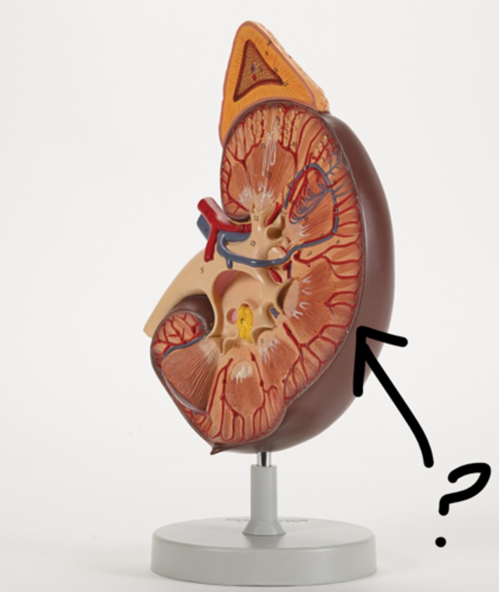 <p>Name this covering.</p>