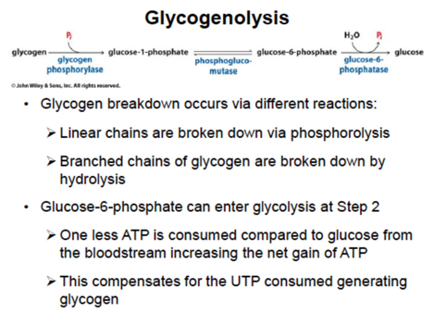 <p>breakdown of glycogen using glycogen phosphorylase and debranching enzyme</p><p>phosphorylase breaks bonds using inorganic phosphate instead of water</p><p>glucose 1-phosphate formed by glycogen phosphorylase converted to glucose 6-phosphate by the same mnutase used in glycogen synthesis</p>