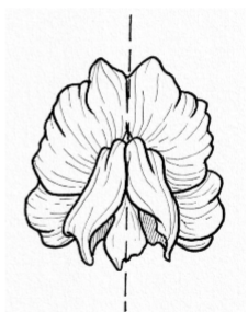 <p>Zygomorphic</p>
