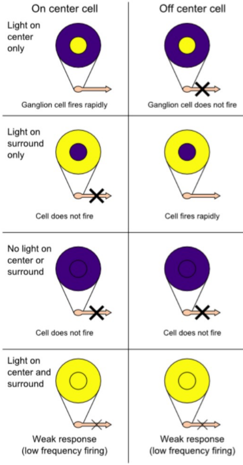 <ul><li><p>ganglion cells activated by either light in the center, or surrounding, of receptive field depending on the type of cell</p></li></ul><p></p><p><strong>ON-center/OFF-surround cells: </strong>activated by light in the center and inhibited by light in the surround of the receptive field</p><p><strong>OFF-center/ON-surround cells</strong>: activated by light in the surround and inhibited by light in the center of receptive field</p><p></p><p></p>