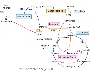 <p><span style="font-size: calc(var(--scale-factor)*20.30px)">- Requires activation by KatG (Catalase-peroxidase)</span><span><br></span><span style="font-size: calc(var(--scale-factor)*20.27px)">- Active isoniazid inhibits cell wall precursors</span><span><br></span><span style="font-size: calc(var(--scale-factor)*20.27px)">Resistance - katG (Catalase peroxidases) Mutations</span><span><br></span><span style="font-size: calc(var(--scale-factor)*20.27px)">- Loss compensated by Alkyl hydroperoxidase </span></p>