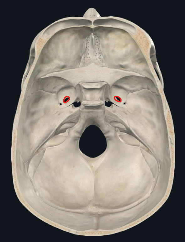 <ul><li><p>Fosa craneal media</p></li></ul><p>Foramen Ovale</p>