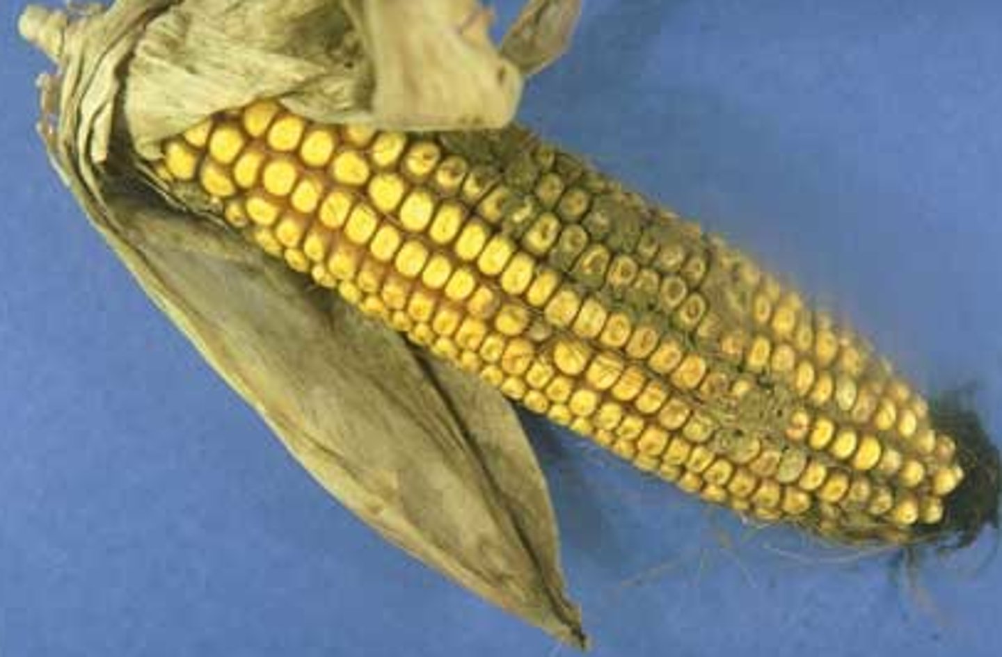 <p>poisons produced by some species of Aspergillus that can contaminate corn, peanuts, cottonseed, and tree nuts causing liver cancer</p>