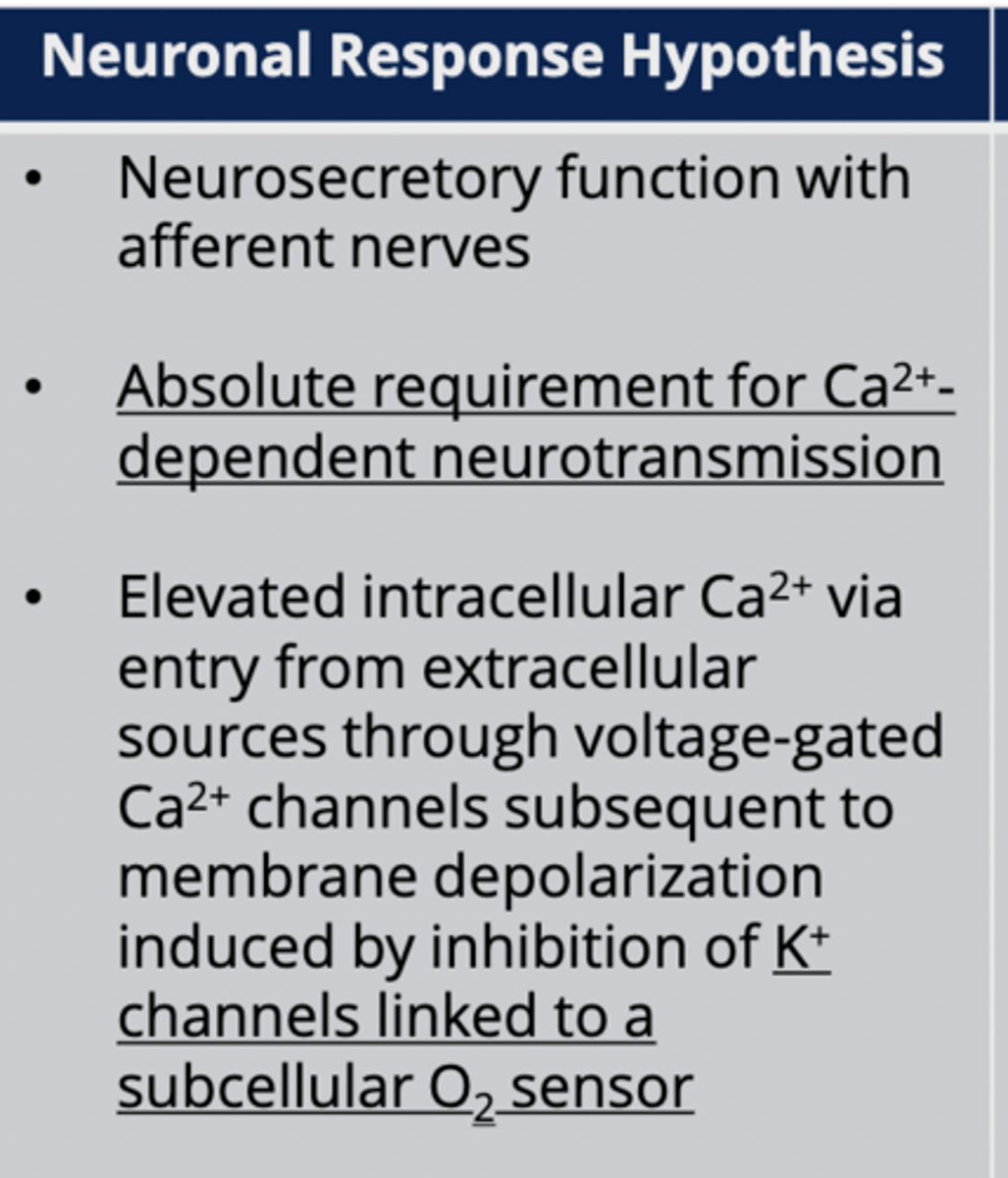 <p>Glomus cells release neurotransmitters like neurons.</p>