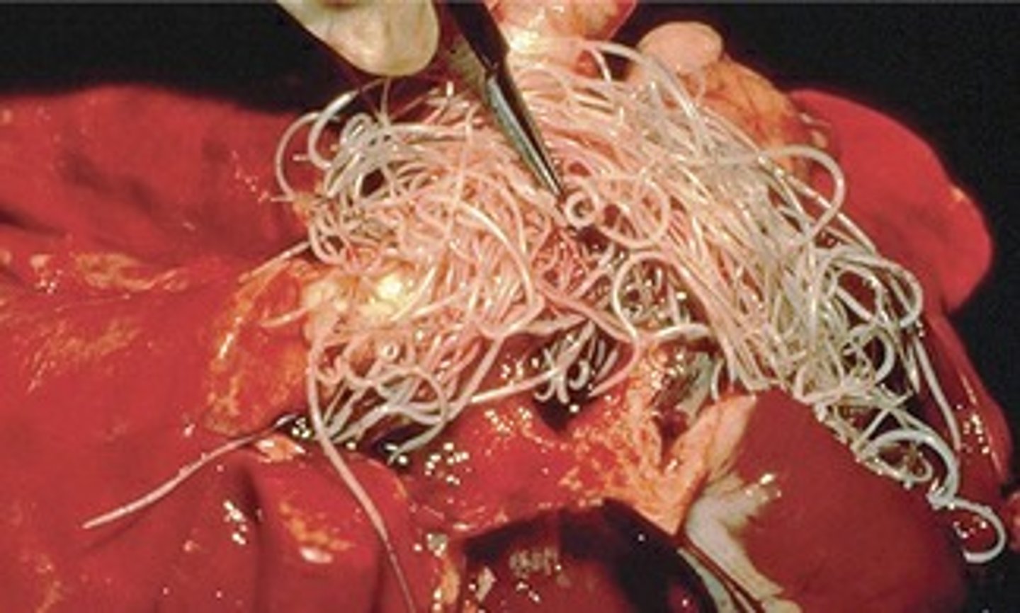 <p>a parasitic nematode that resides in the circulatory system. mosquito is the vector for heartworm. Dogs and cats (rare) can get heartworms. It is transmitted via mosquito. the juvinile form (microflaria) is carried by infected mosquitos. once transmitted the microflaria will grow and develop into adult worms and reside in the heart and lung arteries.</p>