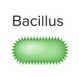 <p>bacilli</p>