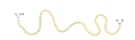 <p>What is a primary protein structure? </p>