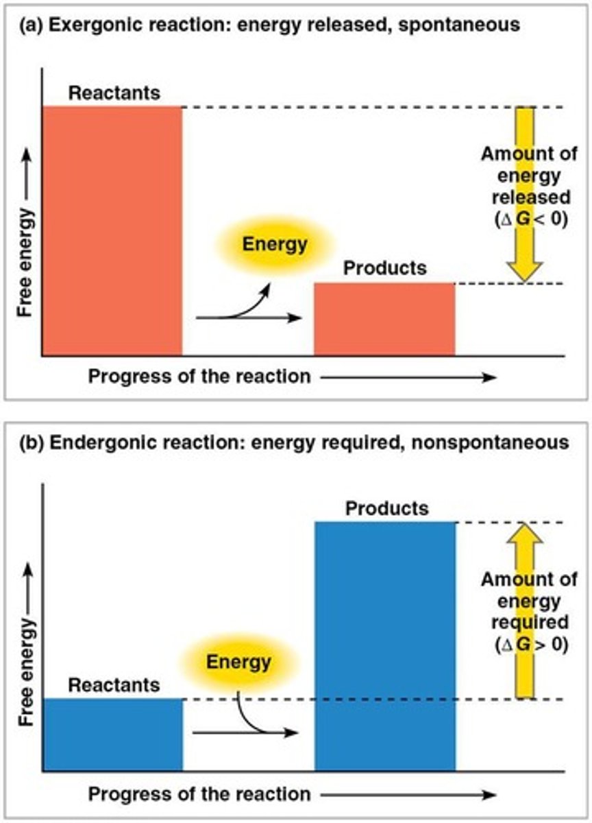<p>A reaction that proceeds with a net release of free energy to the surroundings.</p>