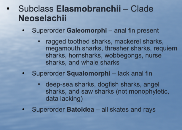 <p>• Superorder Galeomorphi – anal fin present</p><p>• ragged toothed sharks, mackerel sharks, megamouth sharks, thresher sharks, requiem</p><p>sharks, hornsharks, wobbegongs, nurse sharks, and whale sharks</p><p>• Superorder Squalomorphi – lack anal fin</p><p>• deep-sea sharks, dogfish sharks, angel sharks, and saw sharks (not monophyletic,</p><p>data lacking)</p><p>• Superorder Batoidea – all skates and rays</p><p></p>