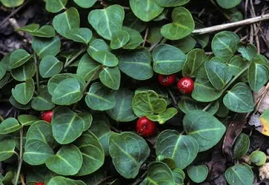 <p>Patridgeberry </p>