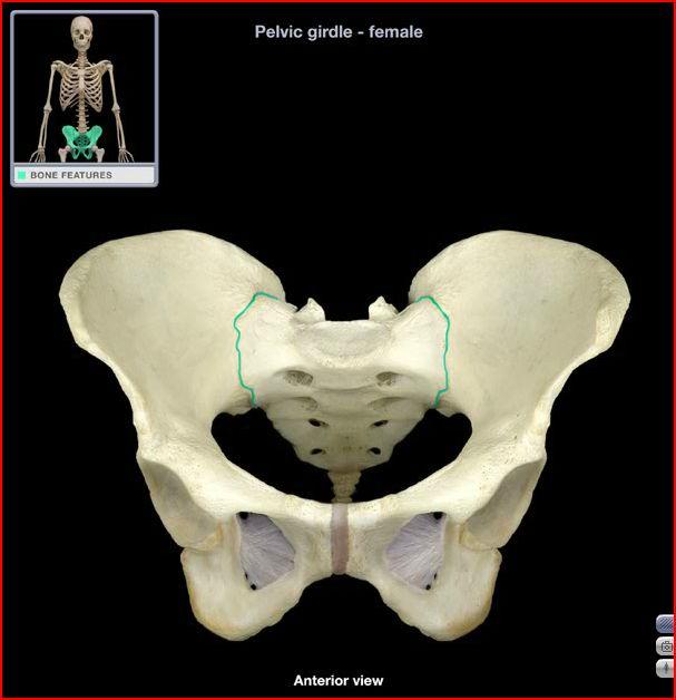 <ul><li><p>synovial, irregular plane joint</p></li><li><p>bony components and articular surfaces: auricular surfaces of ilium and sacrum</p></li></ul><p></p>