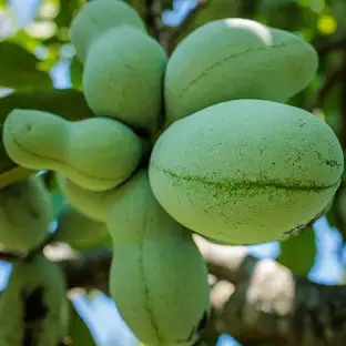 <p><span>Smooth, greenish-yellow, 2"-5" long, edible. "Poor man's banana".</span></p>