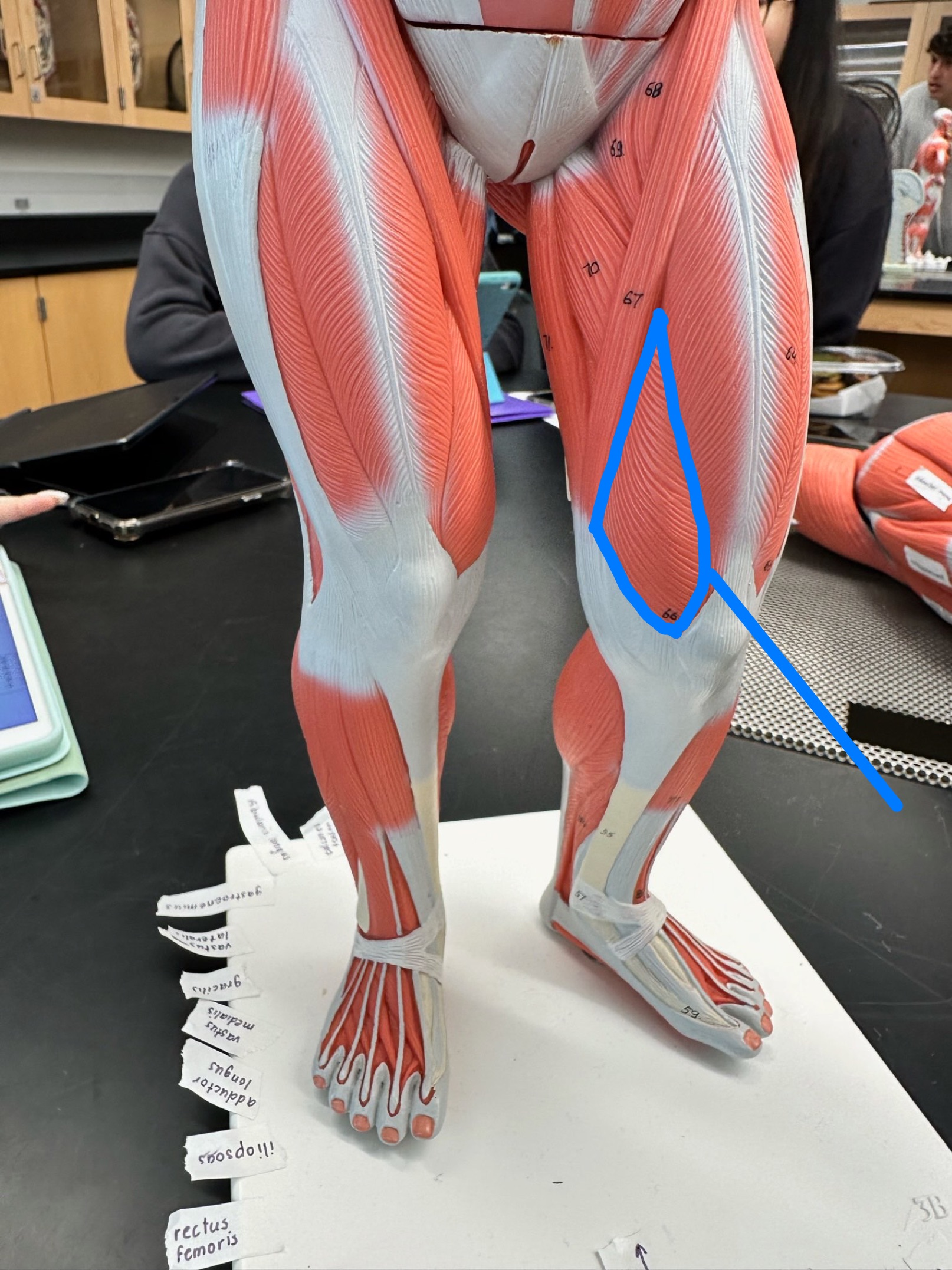 <p>ID muscle</p>