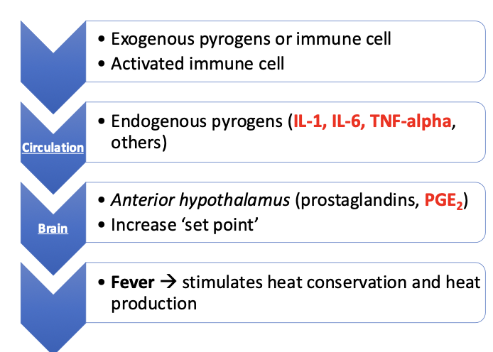 <p>-increased inflammatory cytokines (IL-1 and IL-6) lead to hypothalamic suppression of appetite</p><p>-gastroduodenal ulceration (MCTs, gastrinomas)</p><p>-pain/obstruction caused by GI tumors</p><p>-chemotherapy</p>