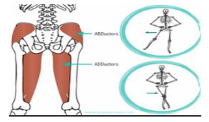 <p></p><ul><li><p><strong>Function:</strong> These muscles pull a limb or body part towards the midline of the body.</p></li><li><p><strong>Example:</strong> Adductor muscles in the inner thigh pull the legs together.</p></li></ul><p></p><ul><li><p><strong>Function:</strong> These muscles move a limb or body part away from the midline of the body.</p></li><li><p><strong>Example:</strong> Abductor muscles in the outer thigh move the legs apart.</p></li></ul><p></p>