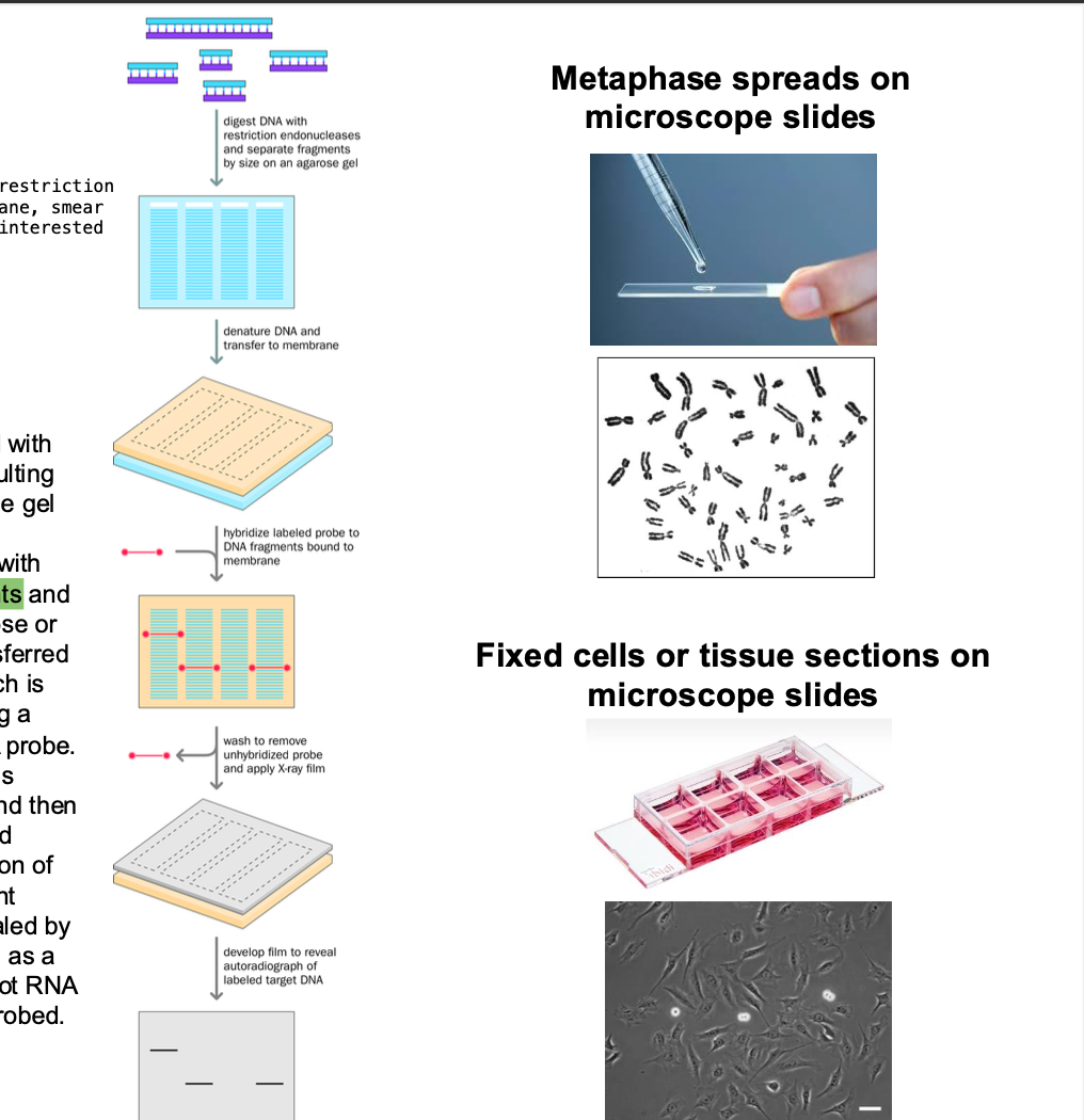 <p>Blotting - requires r<strong>estriction endonuclease</strong> (enzyme)</p><p>-Digest the nucleic acid </p><p>-Fragments are applied to agarose gel + separated by size using <strong>gel electrophoresis</strong></p><p>-Gel treated with ALKALI -<strong> DENATURE</strong> THE DNA FRAGMENTS. </p><p>Placed against a nitrocellulose / nylon membrane </p><p></p><p>mEMBRANE IS SOAKED in a solution containing a <strong>radiolabelled single stranded dna probe </strong></p><p></p><p>-After hybridization probe is washed - remove excess probe </p><p>-Membrane placed against <strong>x-ray film </strong></p><p>Position of the labelled probe will causes a<strong> LATENT IMAGE</strong> -<strong> hybridization band </strong></p><p></p><p></p>
