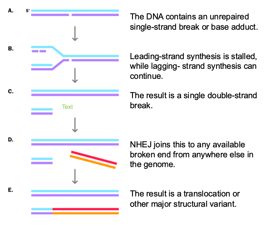 <p>-No second dsb available? - <strong>micro homology - mediated break - induced replication </strong></p><p><strong>3’ end of broken</strong> strand may INVADE any sequence where there is <strong>MICRO HOMOLOGY - 2-6 MATCHING BASE PAIRS</strong></p><p>OFTEN invades<strong> DNA sequence at another replication fork with a single strand</strong></p><p>Replication starts using this sequence</p><p>Replication process is stabilised after several cycles </p><p>-rearranged chromosome with duplications, deletions and insertions of different segments from various regions. </p>