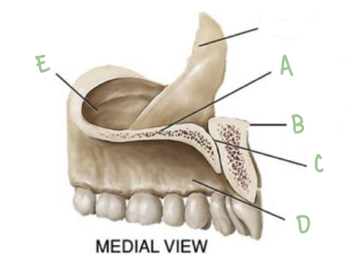 <p>Name the part of the maxillae labeled D</p>