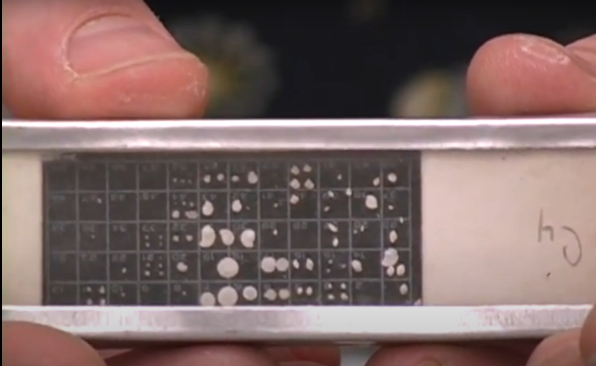 <p>what is this a fossil of?</p>