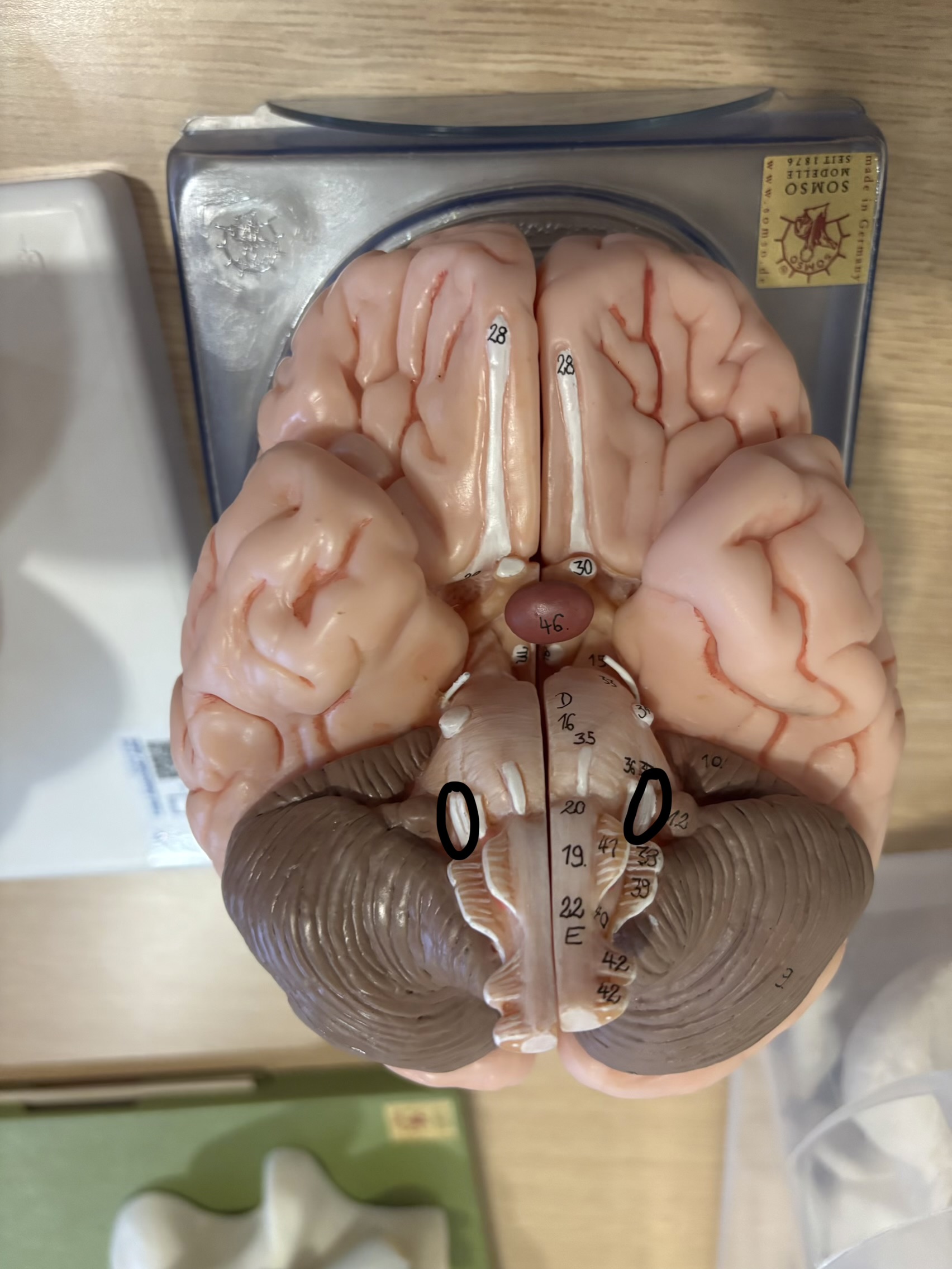 <p>What structure is this?</p>