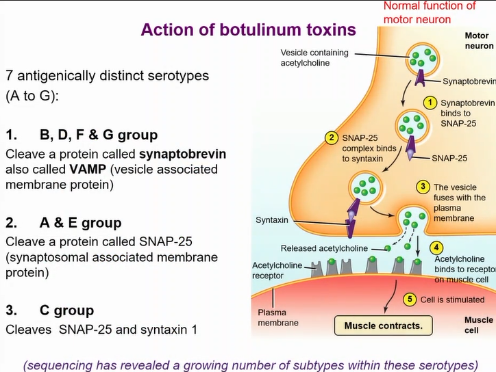 <p>actions of diferent botulism serotypes</p>