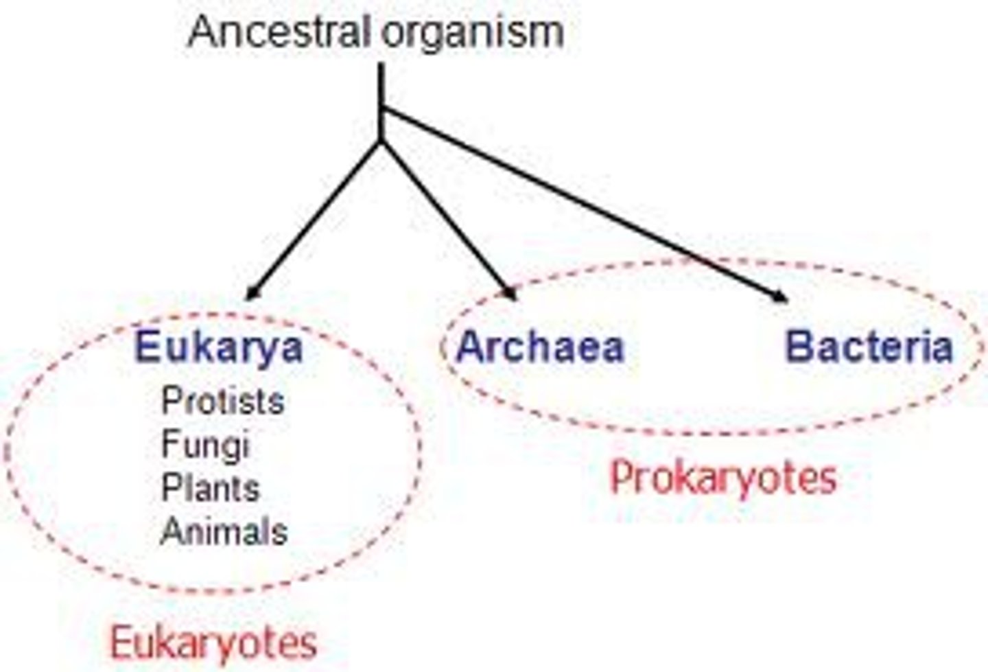 <p>Domain of all organisms whose cells have nuclei</p>