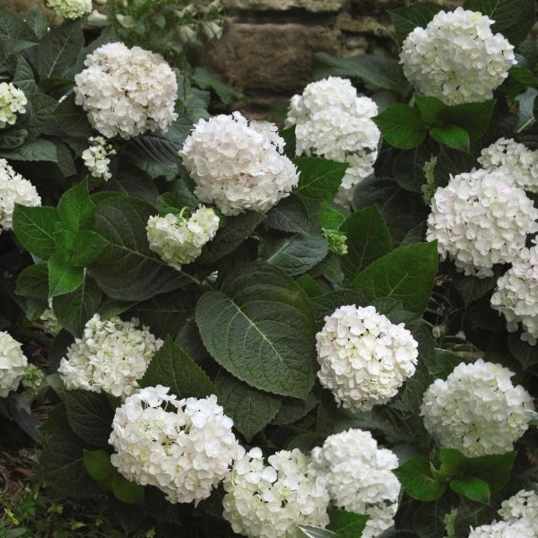 French Hydrangea