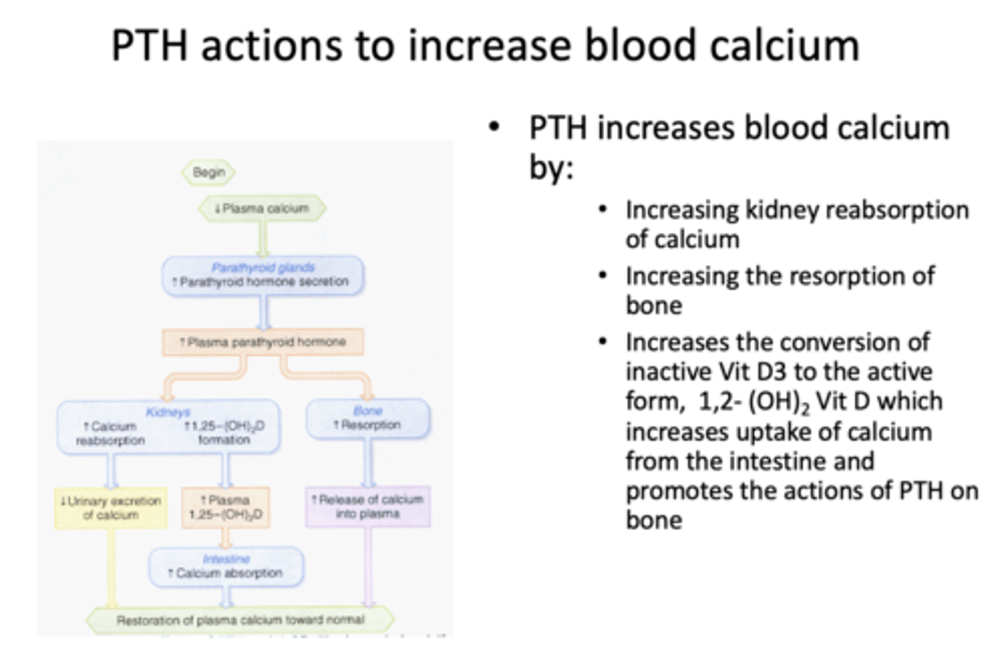<p>- Increasing kidney reabsorption of calcium</p><p>- Increasing resorption of bone</p><p>- Increases conversion of inactive VitD3 to active form (VitD3 increases uptake of Calcium)</p>