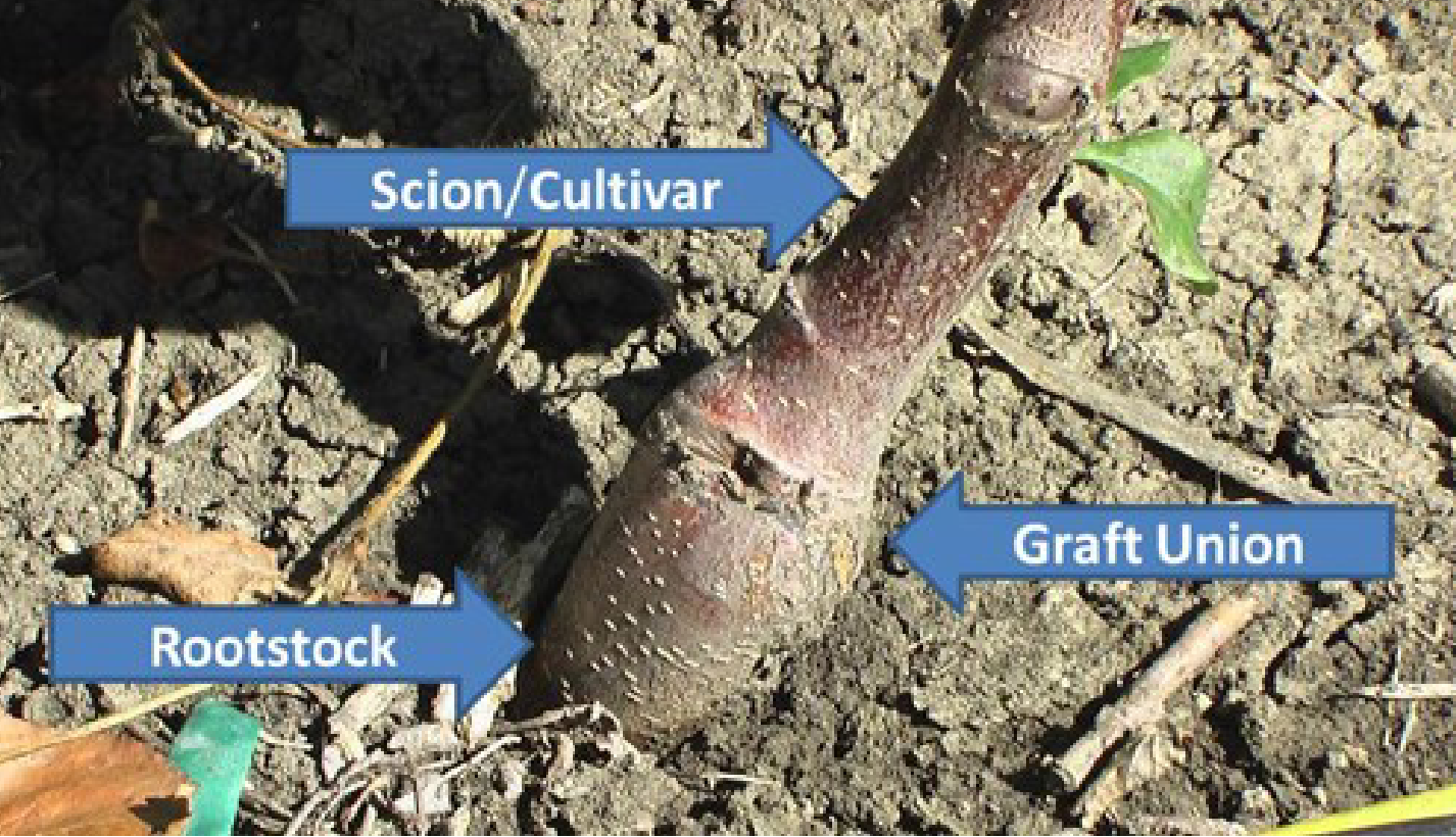 <p><span style="font-family: sans-serif">Grafting and budding: joining parts of plants so they continue growth as one plant. Calluses must form on wounds so the plant is whole and fully connected</span></p>